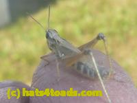 /home//u458753944/public_html/sourcegallery//Insects and small critters/grasshoppers and crickets (Orthoptera)/P1130655.JPG